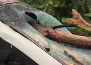 „Putea fi oricine!” Cântăreț la un pas de tragedie după ce copaci uriași s-au prăbușit peste mașina sa în Târgu Jiu