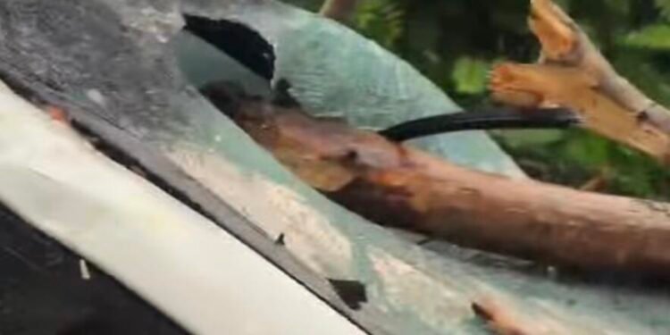 „Putea fi oricine!” Cântăreț la un pas de tragedie după ce copaci uriași s-au prăbușit peste mașina sa în Târgu Jiu