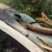 „Putea fi oricine!” Cântăreț la un pas de tragedie după ce copaci uriași s-au prăbușit peste mașina sa în Târgu Jiu