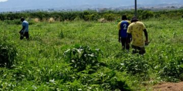 Muncitor lăsat să moară pe câmp într-o fermă din Italia