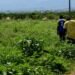 Muncitor lăsat să moară pe câmp într-o fermă din Italia
