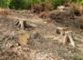 Jaful din pădurea Gorjului, deconspirat buștean cu buștean! Polițiștii au făcut „puzzle” cu cioatele