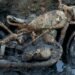 Motocicletă din al Doilea Război Mondial, găsită în Dunăre la Budapesta