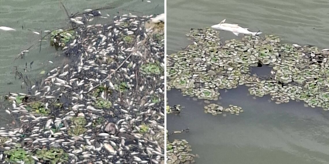 Pești morți în barajul de la Turceni. Pescarii acuză un „dezastru ecologic” și cer explicații de la autorități
