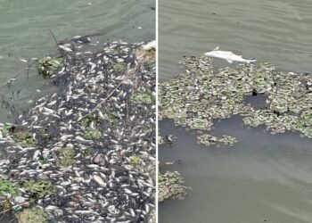 Pești morți în barajul de la Turceni. Pescarii acuză un „dezastru ecologic” și cer explicații de la autorități