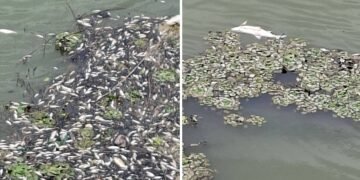 Pești morți în barajul de la Turceni. Pescarii acuză un „dezastru ecologic” și cer explicații de la autorități