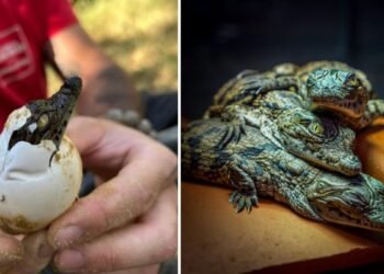 Canicula a făcut minuni în Franța: 10 pui de crocodil de Nil au ieșit din ouă fără incubator