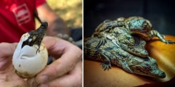 Canicula a făcut minuni în Franța: 10 pui de crocodil de Nil au ieșit din ouă fără incubator