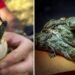 Canicula a făcut minuni în Franța: 10 pui de crocodil de Nil au ieșit din ouă fără incubator
