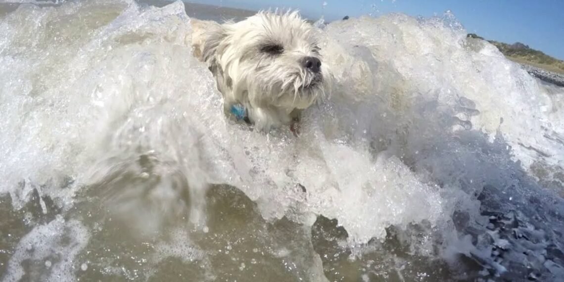 Zeci de câini au concurat la Campionatul Mondial de Surf Canin din California