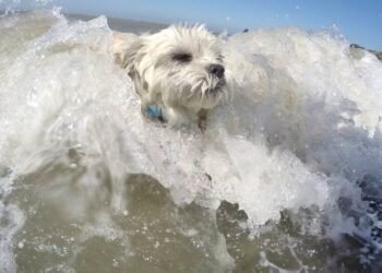 Zeci de câini au concurat la Campionatul Mondial de Surf Canin din California