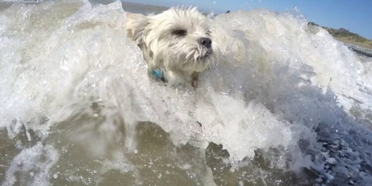 Zeci de câini au concurat la Campionatul Mondial de Surf Canin din California