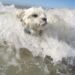 Zeci de câini au concurat la Campionatul Mondial de Surf Canin din California
