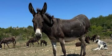 Măgărușii Martei caută un nou stăpân. 15 suflete își caută casă, după ce ferma își restrânge activitatea