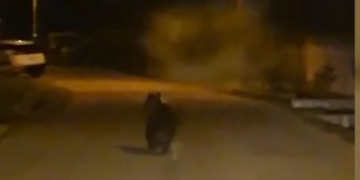 Ursul a luat-o la pas prin Polata! Un localnic l-a urmărit cu mașina