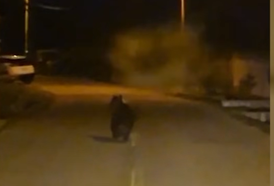 Ursul a luat-o la pas prin Polata! Un localnic l-a urmărit cu mașina