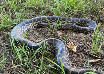 Anaconda de 2 metri pe malul Dunării