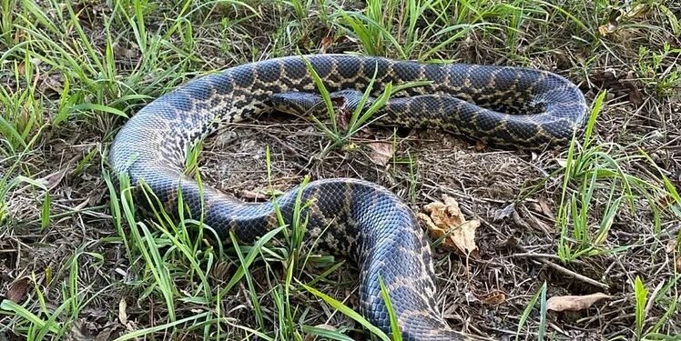 Anaconda de 2 metri pe malul Dunării