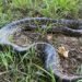 Anaconda de 2 metri pe malul Dunării