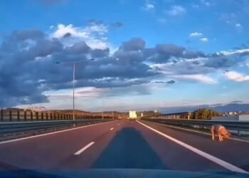 Cum a ajuns porcul pe autostradă