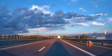 Cum a ajuns porcul pe autostradă