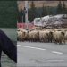 Tragedie la Rânca! Un cioban de 45 de ani a murit în timp ce cobora oile din munte. A fost găsit fără suflare în aer liber