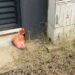 Un cunoscut politician a găsit un cap de porc în fața casei