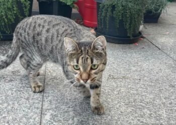 Simba a dispărut după accident