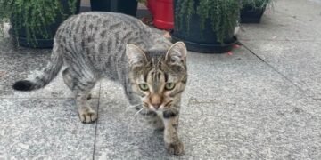 Simba a dispărut după accident
