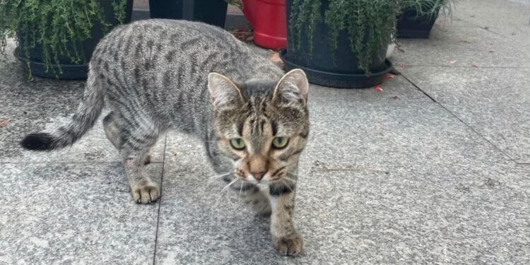 Simba a dispărut după accident