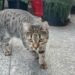 Simba a dispărut după accident